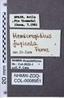 Etiketten zu Hemicrepidius jugicola (NHMW-ZOO-COL-0008951)